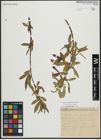 Foto von Salix alba L. x Salix fragilis L.